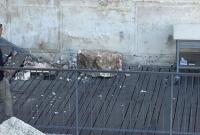 Из Стены Плача в Иерусалиме вывалился камень во время молитвы (видео)