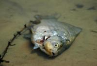 На территории ОРДЛО в Кальмиусе из-за оккупантов массово гибнет рыба