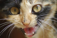 Курил в постели, гад: россиянин обвинил кота в поджоге квартиры