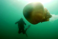 В Британии обнаружили медузу размером с человека (видео)