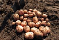 С украинских полей исчезает картофель