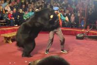 В РФ медведь едва не растерзал дрессировщика во время циркового шоу (видео)