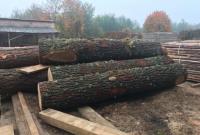 Ущерб на 10 млн грн: на Закарпатье разоблачили чиновников, которые "не замечали" незаконную вырубку лесов
