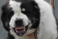 В Росії собака бігала по двору з головою чоловіка в зубах