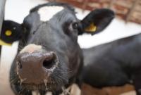 В Україні відкрили перший притулок для старих корів