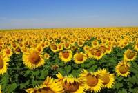 На Харківщині виявили нелегальний врожай соняшнику на 3 млн грн