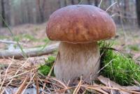 На Чернігівщині знайшли гігантський білий гриб-рекордсмен