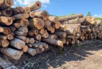 На Волині посадовці держлісництва розбазарили деревини на 20 млн грн