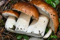 Удивительное открытие: любые грибы снижают риск развития рака