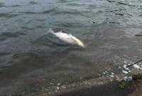 На Івано-Франківщині в озері масово гине риба