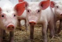 АЧС может уничтожить экологическое свиноводство в Польше