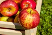 У 2021 році значно впаде світовий врожай яблук